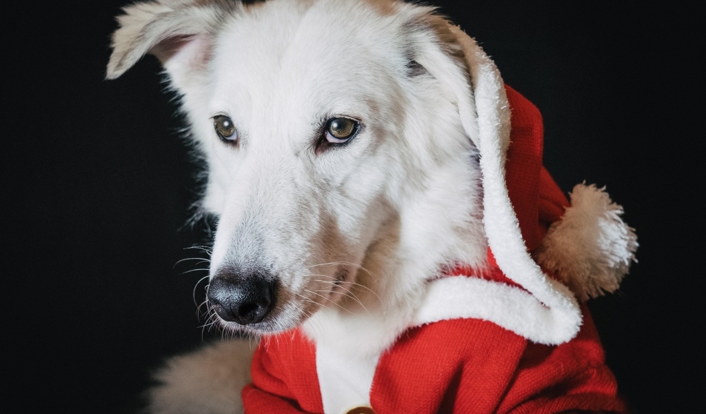 Грустная белая собака в красном костюме