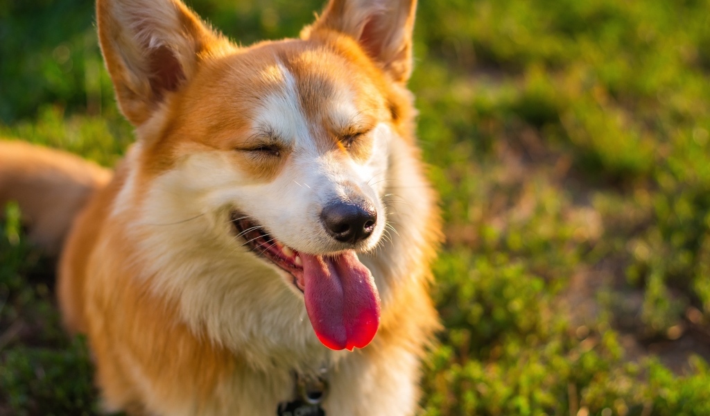 Довольный корги с высунутым языком