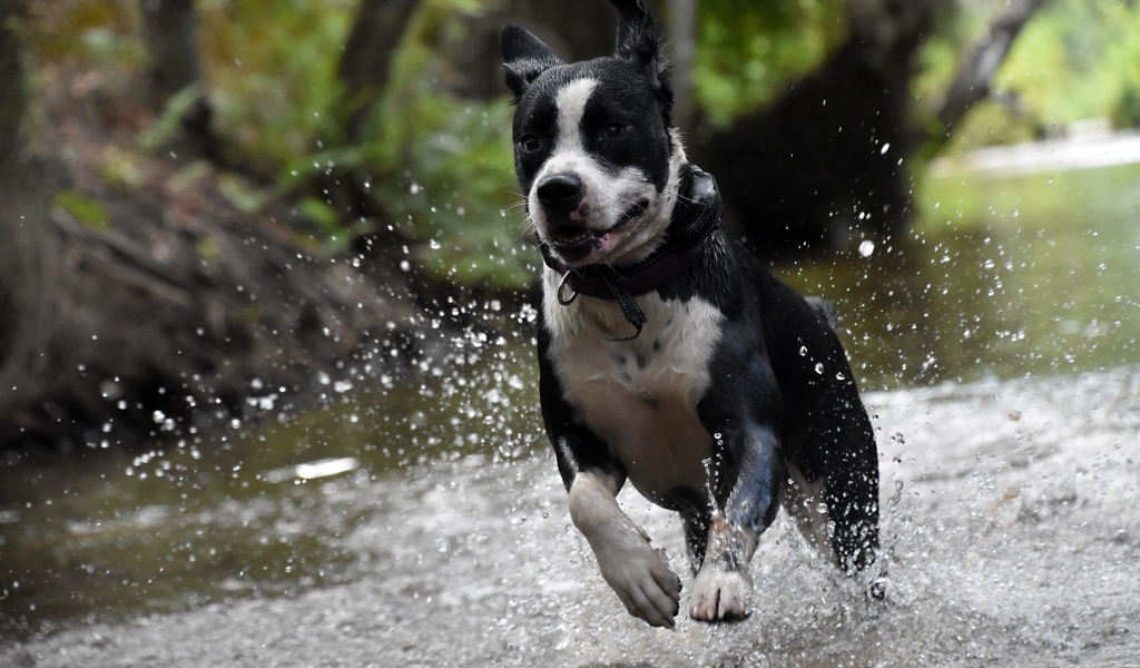 Довольный пес бежит по воде
