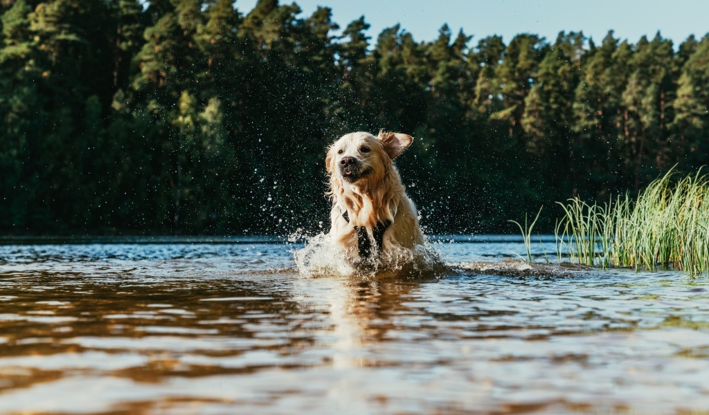 Довольный золотистый ретривер бежит по воде