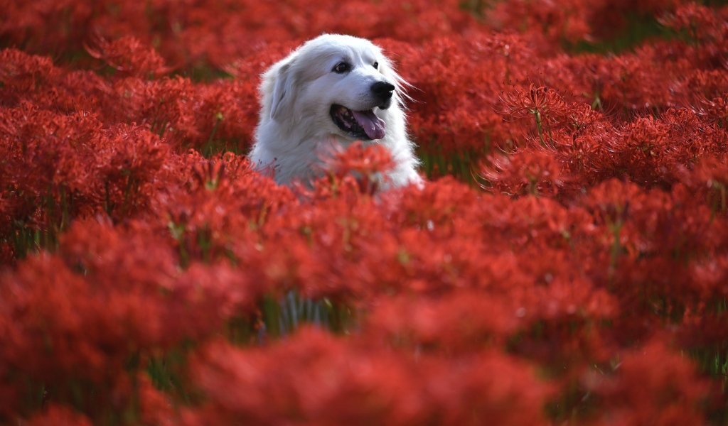 Довольный золотистый ретривер сидит в красных цветах