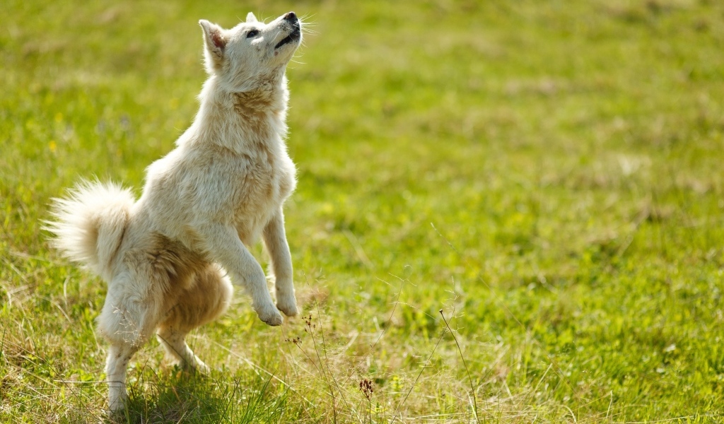 Довольная белая собака играет на зеленой траве