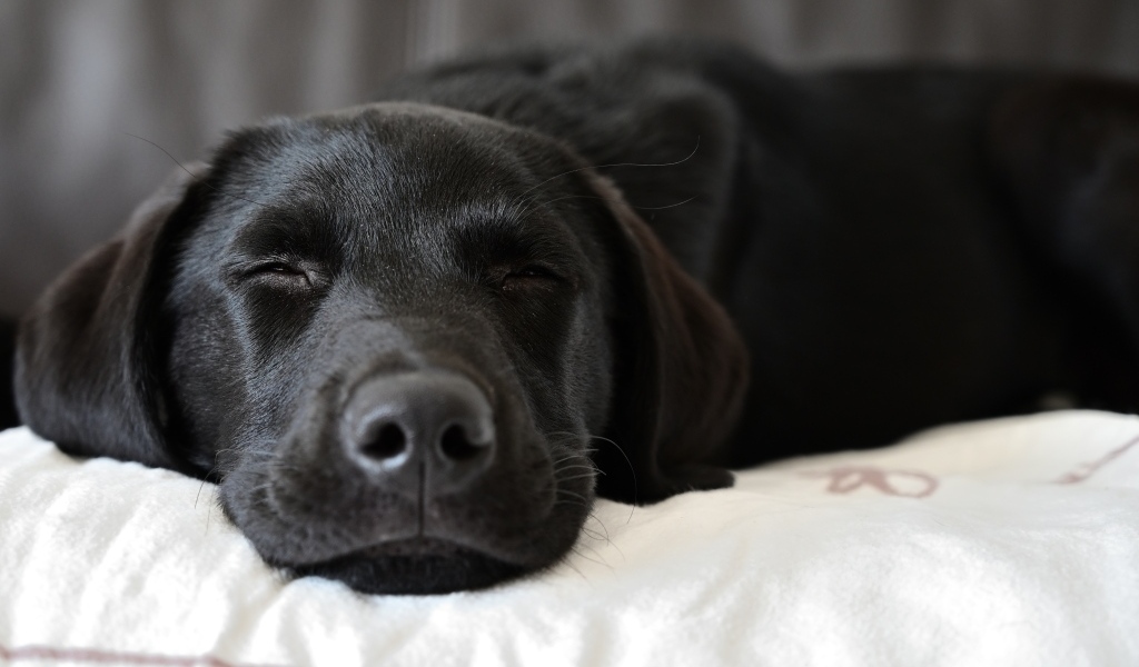 Спящий черный лабрадор на кровати 