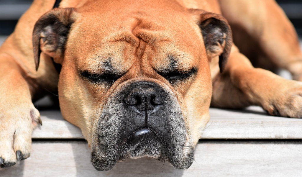 Спящий бульдог греется на солнце 