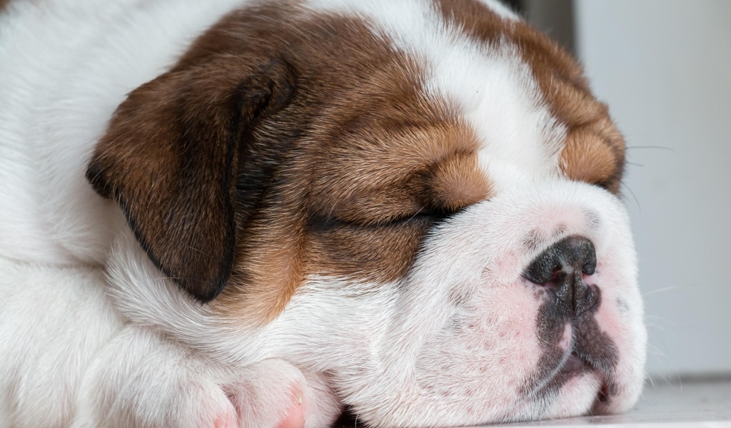 Спящий щенок английского бульдога
