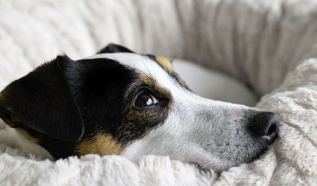 Сонный джек рассел терьер лежит на кровати 