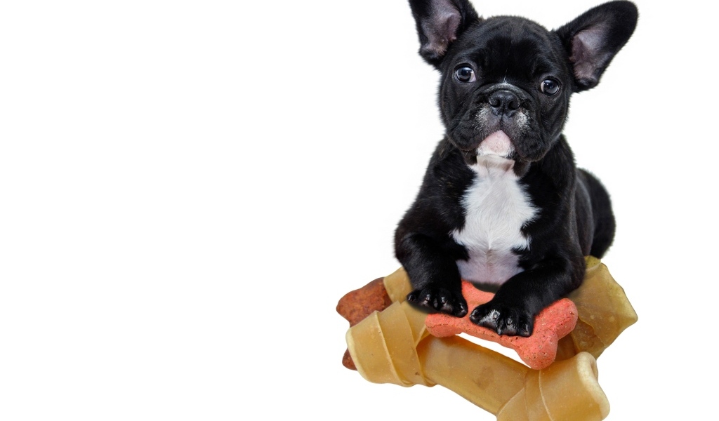 Маленький черный французский бульдог с игрушками на белом фоне