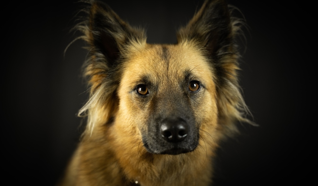 Умная морда собаки на черном фоне