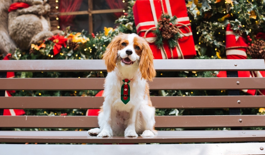 Улыбающийся чарльз кинг спаниель сидит на лавке