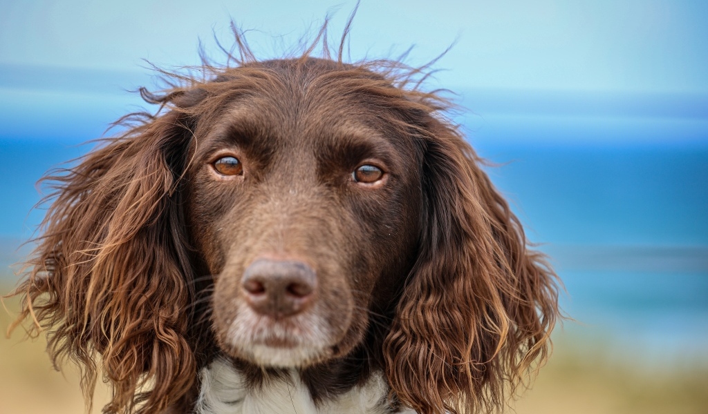 Спаниель с грустными глазами