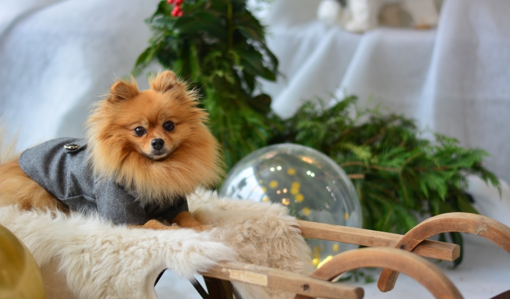 Шпиц сидит в деревянных санях