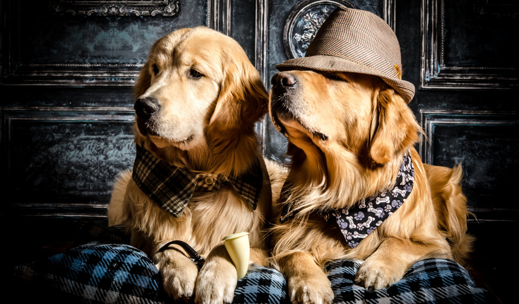 Стильные собаки породы золотистый ретривер