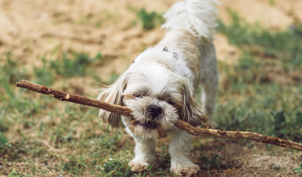 Собака принесла большую палку