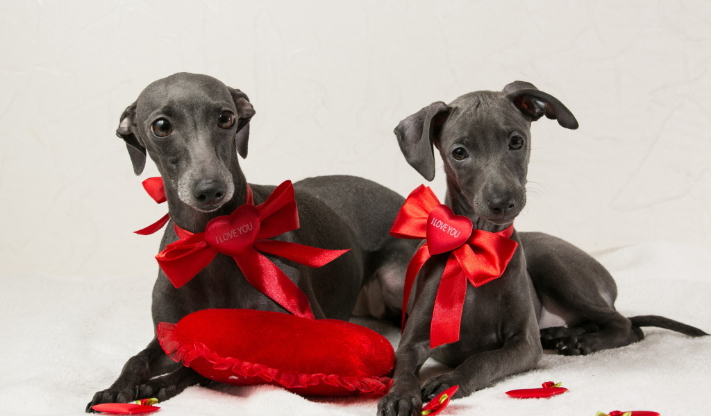 Две собаки итальянская борзая на белом фоне