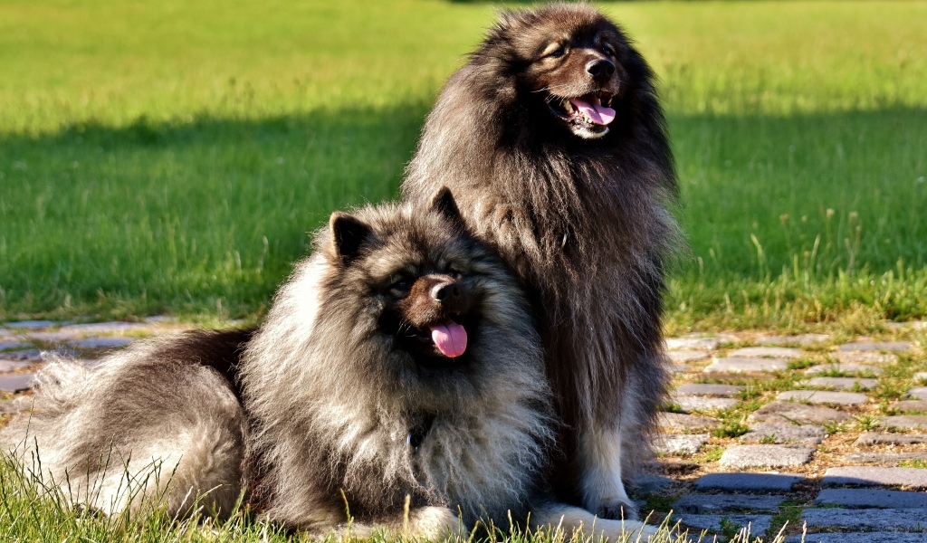 Две  пушистые собаки породы Кеесхонд