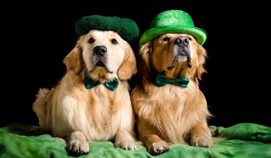 Два золотистых ретривера в шляпах