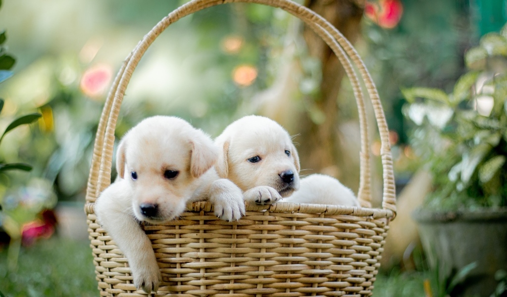 Два маленьких щенка золотистого ретривера в корзине