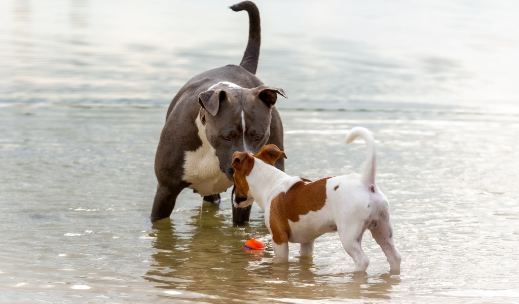 Две породистые собаки знакомятся в воде