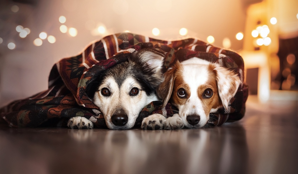 Два породистых пса лежат под одеялом