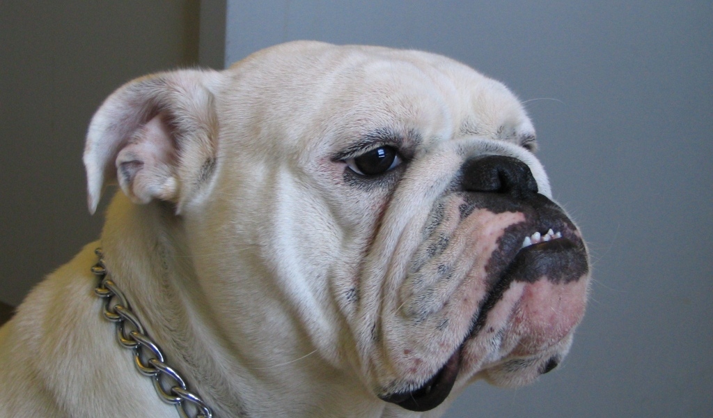 Белый бульдог с ошейником