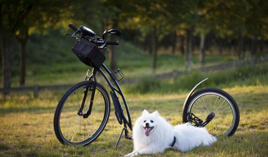 Белая собака с велосипедом
