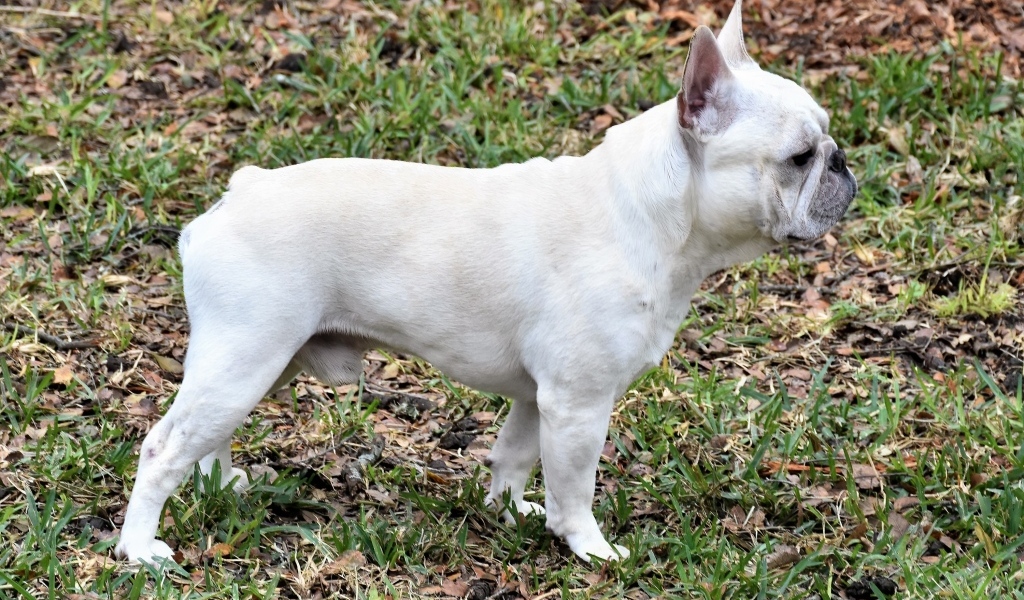 Белый французский бульдог вид сбоку