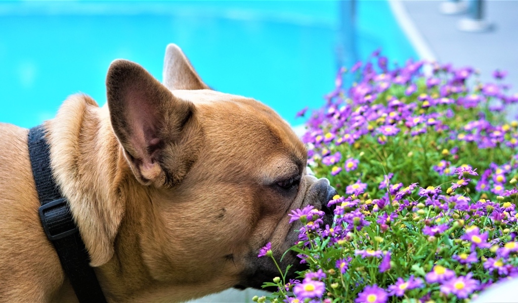 Французский бульдог нюхает цветы