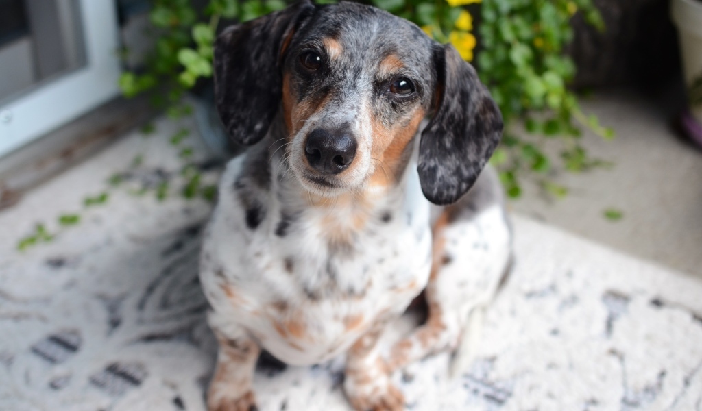 Грустная пятнистая такса 