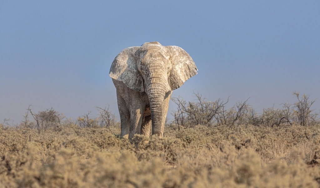 Большой слон идет по саванне