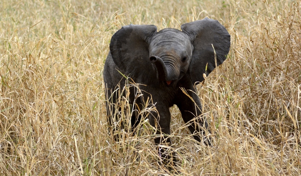 Маленький слоненок в траве 