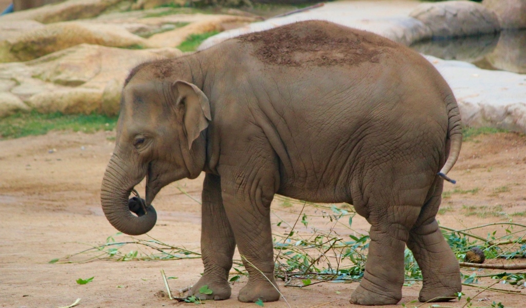 Маленький серый слоненок в зоопарке