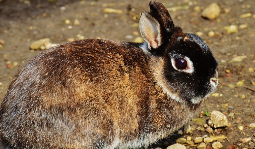 Красивый кролик крупным планом