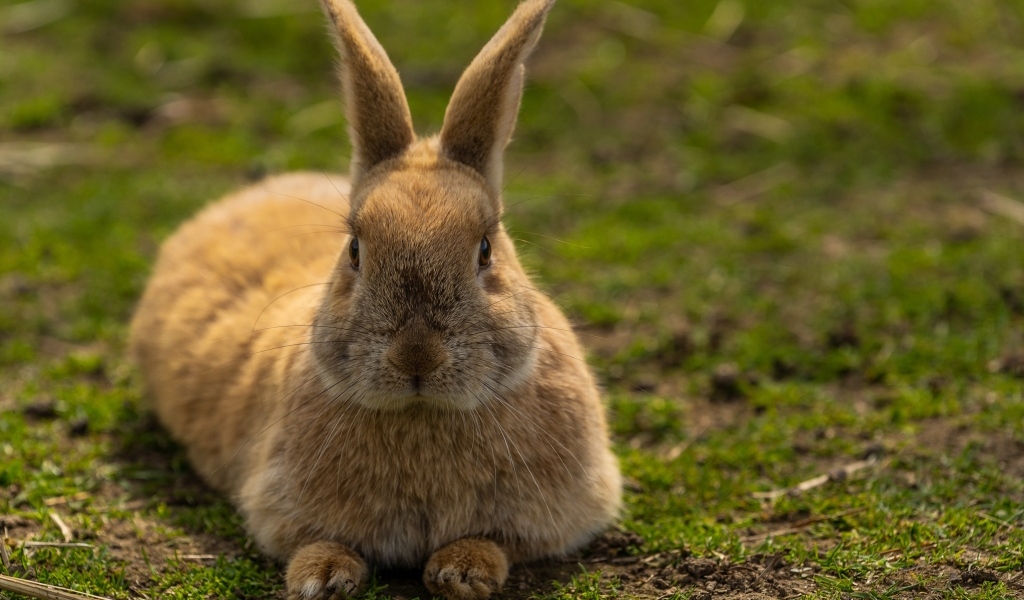 Большой рыжий кролик лежит на  траве