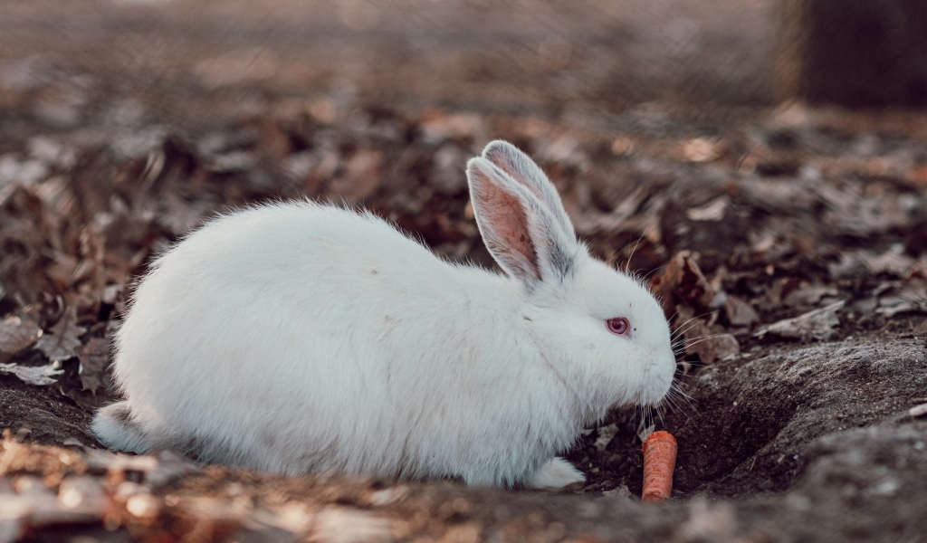 Большой белый кролик  с морковью 