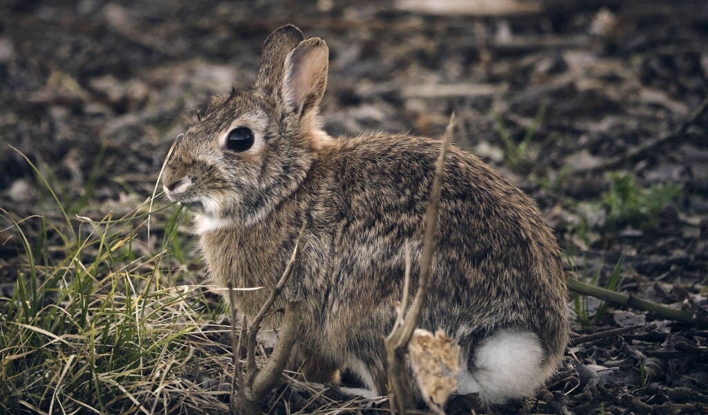 Большой дикий серый заяц