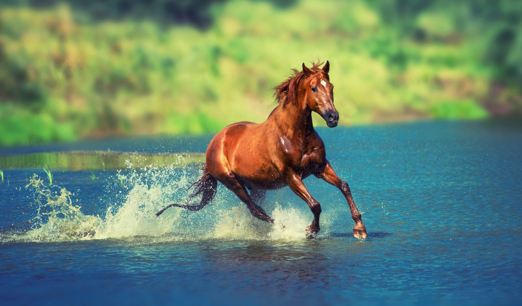 Красивый коричневый конь скачет по воде