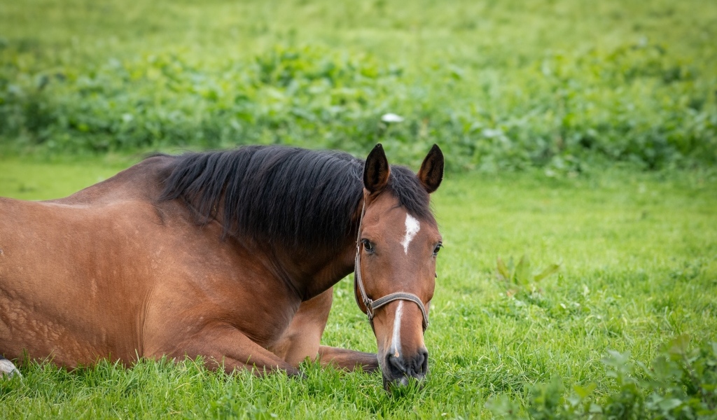 Большой коричневый конь лежит на зеленой траве