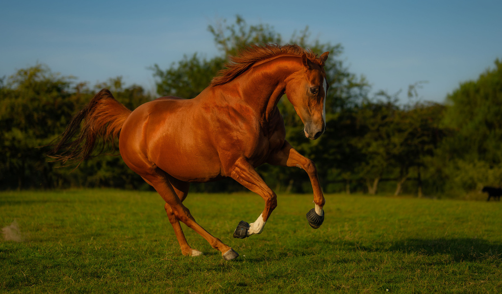 Красивый коричневый конь на зеленой траве