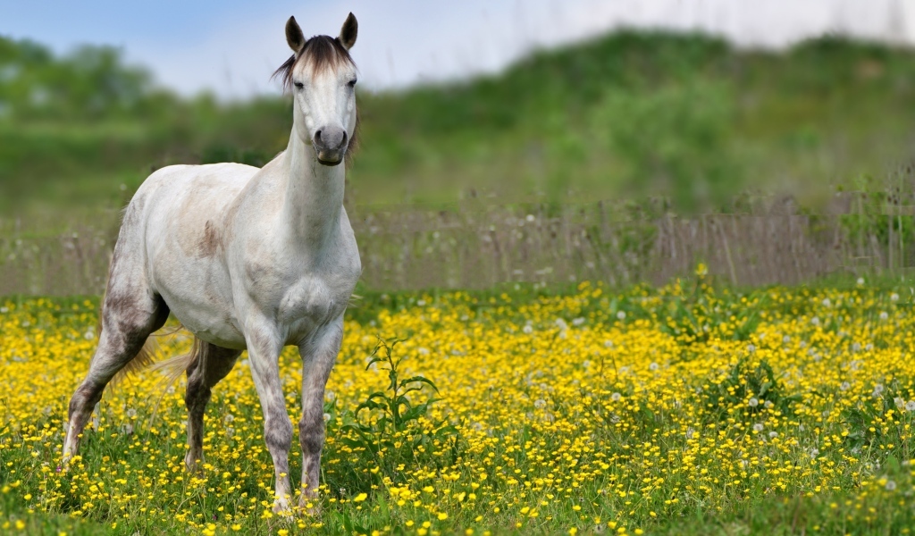 Красивая белая лошадь на поле с желтыми цветами