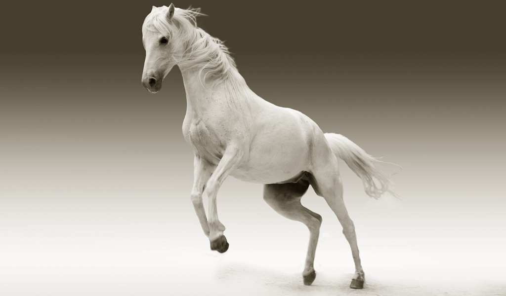 Красивый белый конь на сером фоне