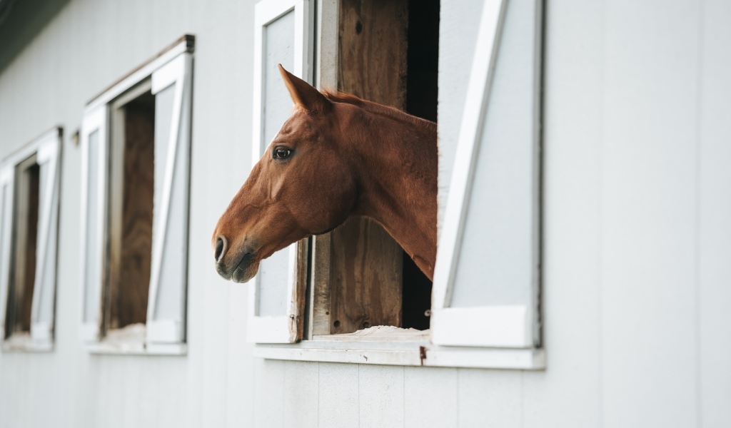 Большая коричневая лошадь в стойле