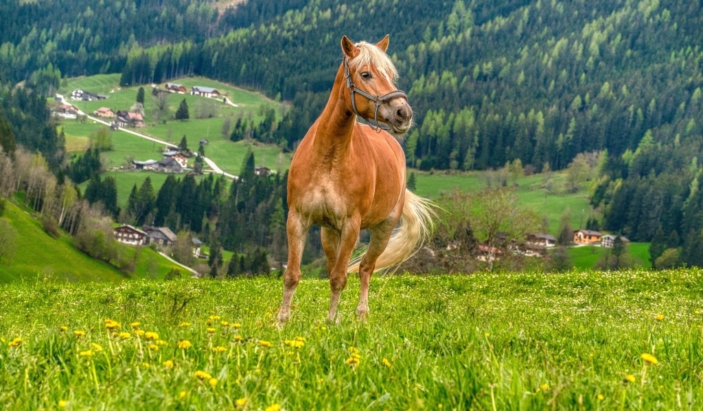 Большой коричневый конь на зеленой траве