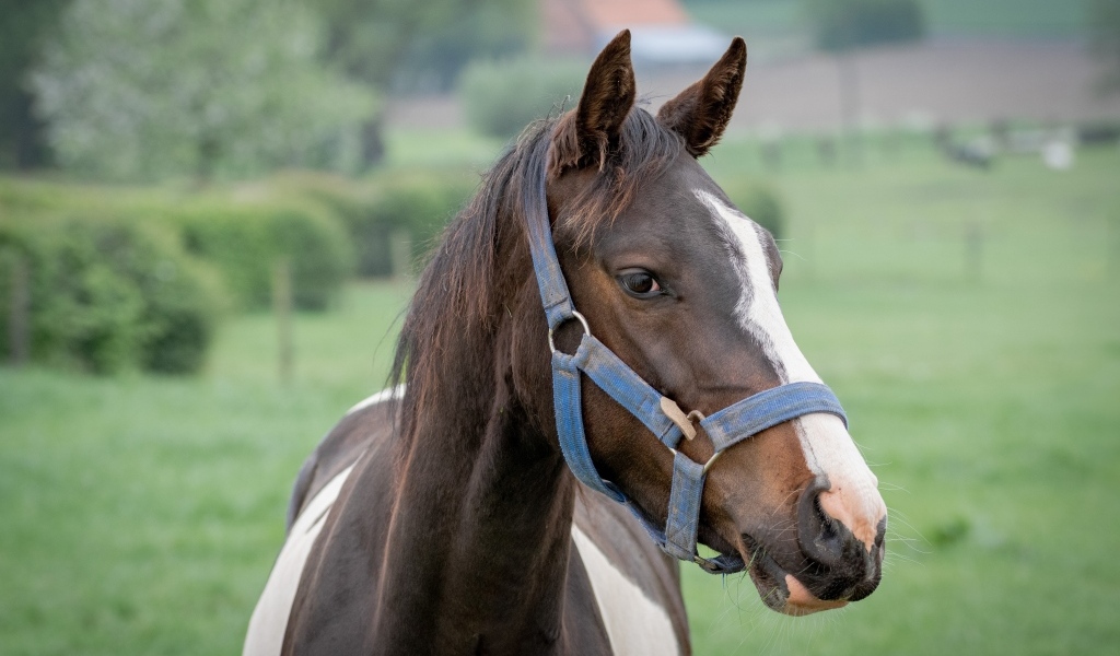 Коричневая с белыми пятнами лошадь крупным планом