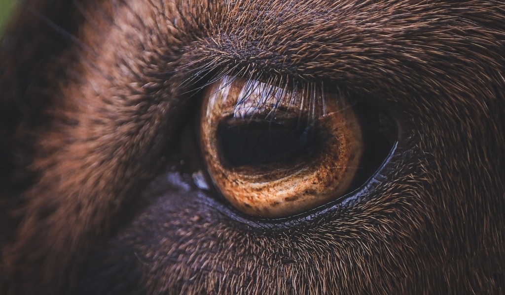 Коричневый глаз лошади крупным планом