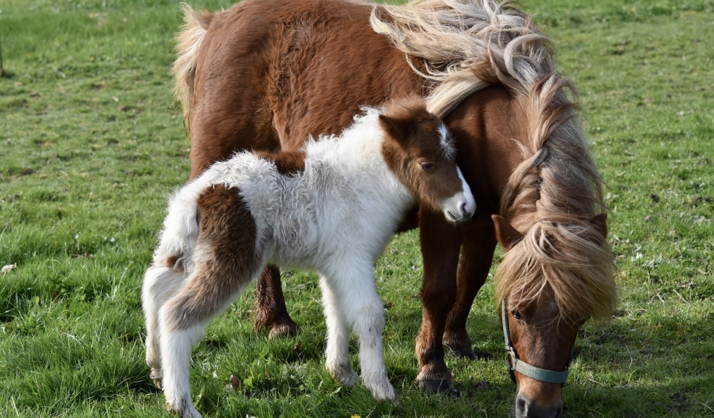 Шетлендские пони пасутся на зеленой траве