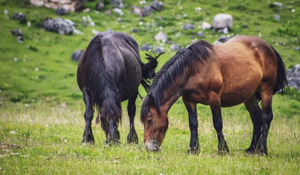 Две большие лошади пасутся на лугу