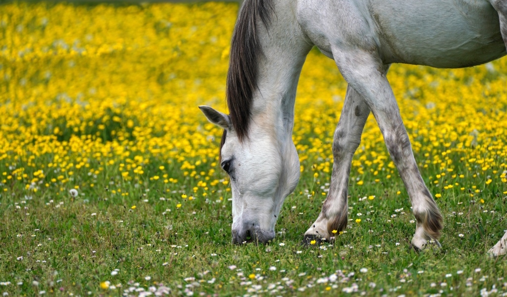 Белая лошадь пасется на лугу  с одуванчиками
