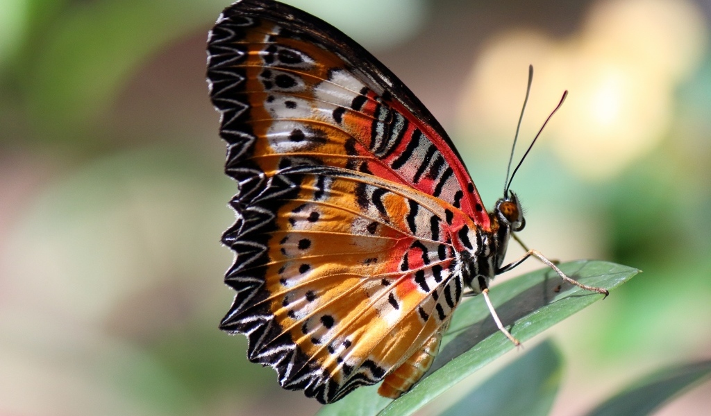 Красивая большая бабочка сидит на зеленом листке