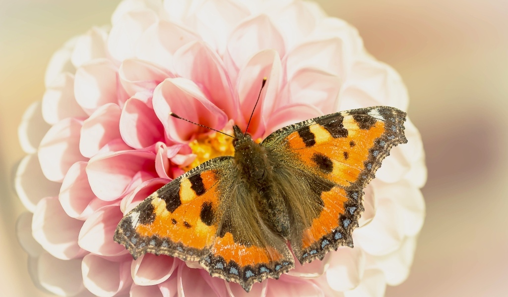 Красивая бабочка сидит на розовом цветке георгины