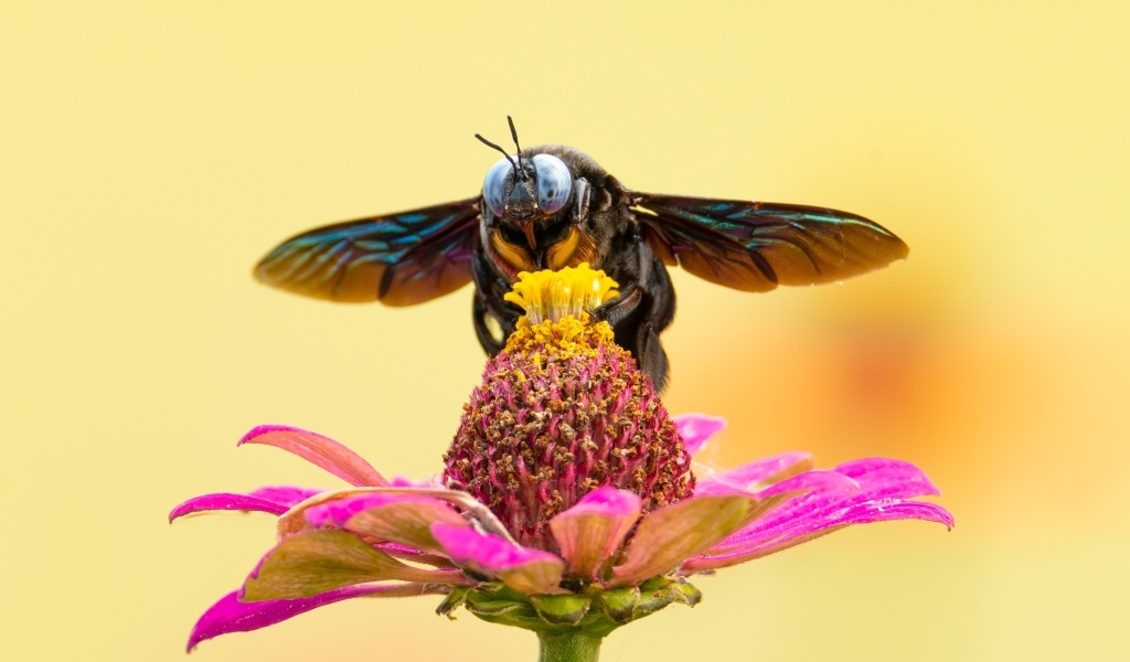 Красивая муха сидит на цветке циннии 